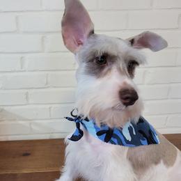 Aspen - Miniature Schnauzer