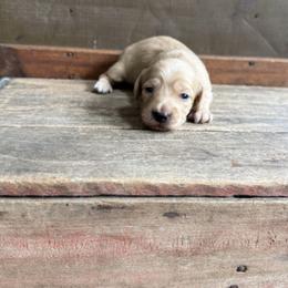 Basil - Cream male Dachshund puppy in Squires, Missouri from Hudson’s Hounds
