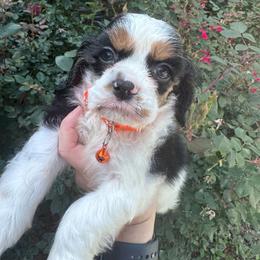 Boy 3 - Black white and tan male Cocker Spaniel puppy in Greensboro, North Carolina from Cochran Spaniels