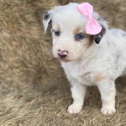 Dachshund, Miniature Australian Shepherd, and Shiba Inu Puppies from Elite Puppies of Oklahoma