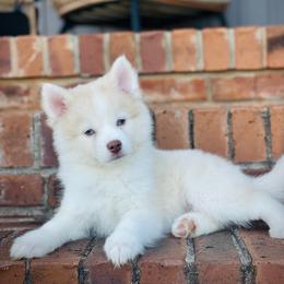 Santorini (Pet Only Contract) - Lavender male Pomsky puppy in Greenville, South Carolina from Thicketty Mountain Pomskies