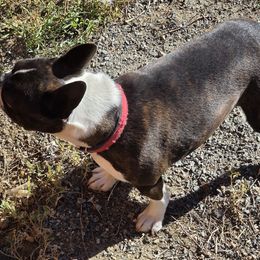 Harper - Boston Terrier