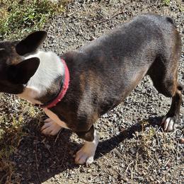 Harper - Boston Terrier