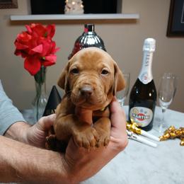 Light Green - Golden rust male Vizsla puppy in Maineville, Ohio from Izabella Vizslas