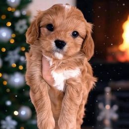 Tater - Red male Cavapoo puppy in Salt Lake City, Utah from SunnySide Mini Doodles