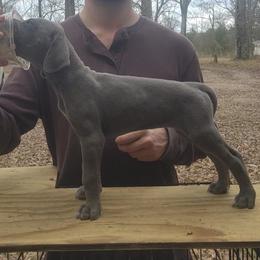 Toph - Blue female Great Dane puppy in Pollock, Louisiana from Danes Done Right