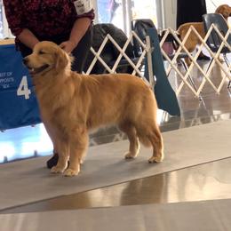 Pugsley - Golden Retriever