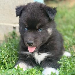 Howdy - Agouti and white male Siberian Husky puppy in Corvallis, Montana from Double H Siberians