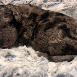 Mr. Lime Green - Blue merle male Aussiedoodle puppy in Taylor, Missouri from Pawsitively Doodles