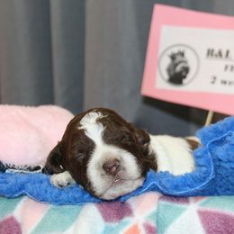 Lagotto Romagnolo Puppies from Royal and Loyal Lagotto Romagnolo