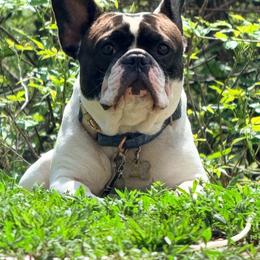 Nova - French Bulldog