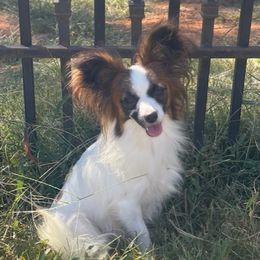 Emmie - Papillon