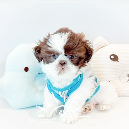 Shih Tzu Puppies from Arizona Sunrise Shih Tzus