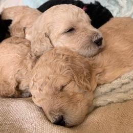 Poodles from RedeemedSo Standard Poodles