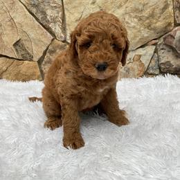 Eloise - Red  female Goldendoodle puppy in Fairmont, West Virginia from Mountainside Doodles, LLC