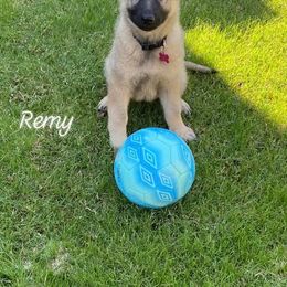 German Shepherd Puppies from Alte Schule Shepherds
