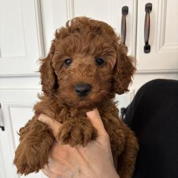 Tank - Red  male Poodle puppy in Vacaville, California from Little Gall Reds
