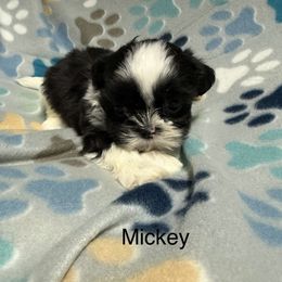 Mickey - Black and white male Shih Tzu puppy in Jasper, Indiana from Jacob’s Spoiled Shih Tzu