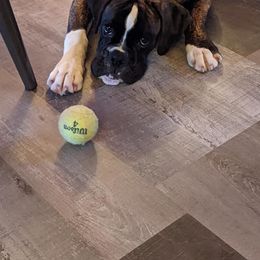 Boxer Puppies from Von Royal Dell'Infinite Deutscher