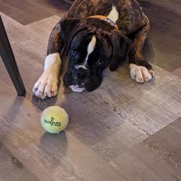 Boxer Puppies from Von Royal Dell'Infinite Deutscher