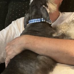 Miniature Schnauzer Puppies from Texas Schnauzers