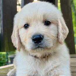 Captain - Light golden male Golden Retriever puppy in Doniphan, Missouri from Stockford’s Golden Retrievers