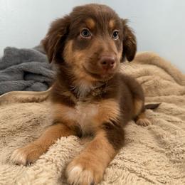 Joy - Red tri-color female Australian Shepherd puppy in East Hartford, Connecticut from CT Aussies