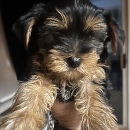 Yorkshire Terrier puppies from Elite Yorkies AZ