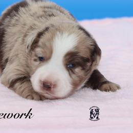 Firework - Red merle female Miniature Australian Shepherd puppy in Weeki Wachee, Florida from Arlington's Mini Aussies