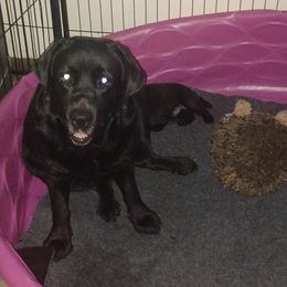 Cygnet - Labrador Retriever