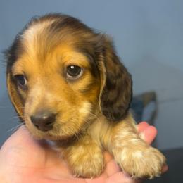 Teddy - Piebald male Dachshund puppy in Marseilles, Illinois from Zacha’s Doxie House