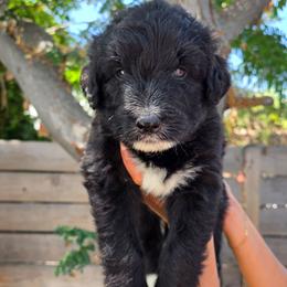 Maverick - Black and white male Siberian Husky puppy in Los Angeles, California from Zenia Huskies