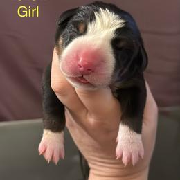 Yellow Girl - Black, white and red female Greater Swiss Mountain Dog puppy in Knoxville, Maryland from Dahlgren Swissys