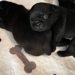 Pugs from NW Pugs