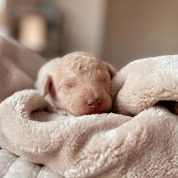 Alfredo, Boy - Cream male Goldendoodle puppy in Maricopa, Arizona from Desert Ridge Doodles