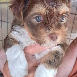Oliver - Chocolate male Havanese puppy in Mustang, Oklahoma from Rose Hill Havanese