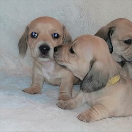 "smooth cream females" Dachshund Puppies from Redeemer's Dachshunds