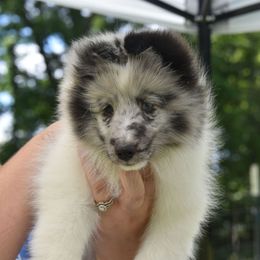 Ty - Blue merle and white male Shetland Sheepdog puppy in Ceresco, Michigan from Caraid Shelties