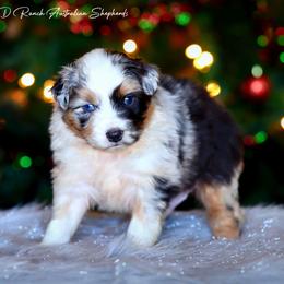 Pilar - Blue merle male Australian Shepherd puppy in Pima, Arizona from Lazy D Ranch Australian Shepherds