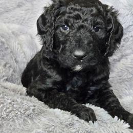 Black girl - Black female Poodle puppy in Bauxite, Arkansas from Mountain Ridge Poodles