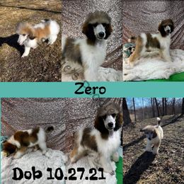 Poodle Puppies from Shellie’s Poodle Patch