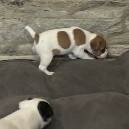 Girl 2 - Tan and white Jack Russell Terrier puppy in Myersville, Maryland from Brigadoon Farm