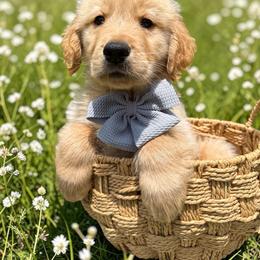 Boy 1 - Golden male Golden Retriever puppy in Plant City, Florida from All shades Golden
