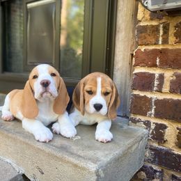 Beagle Puppies from Culben Creek Beagles