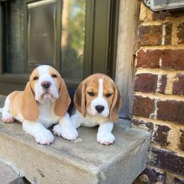 Beagle Puppies from Culben Creek Beagles