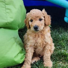 Little Green Giant - Apricot male Poodle puppy in South Willard, Utah from Burge Family Poodles