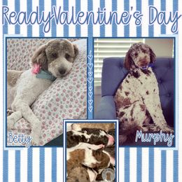 Goldendoodle puppies from Flair Doodles