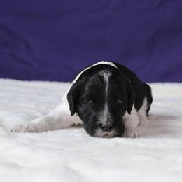 Mercedes - Black and white female Aussiedoodle puppy in Springfield, Missouri from Aspen River Doodles