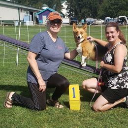 Pembroke Welsh Corgi Puppies from Outlands Corgis