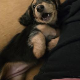 Dachshund Puppies from 4H Farms Dachshunds